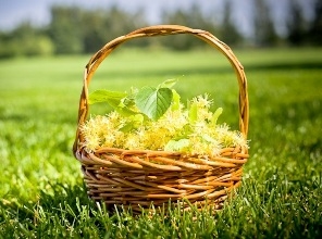 цветки липы